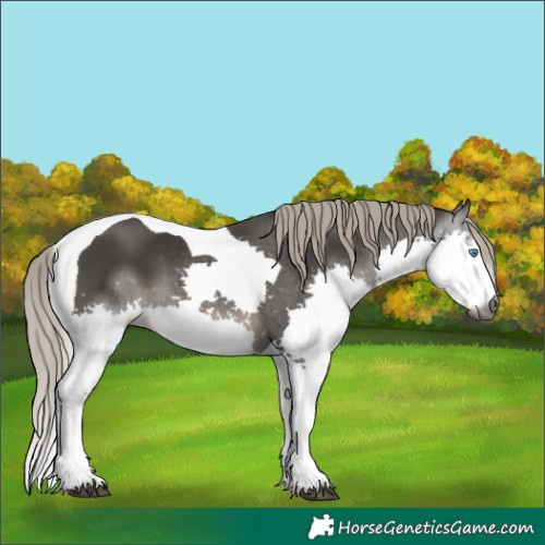 Horse Color:Gray Silver Black Splash Tobiano 