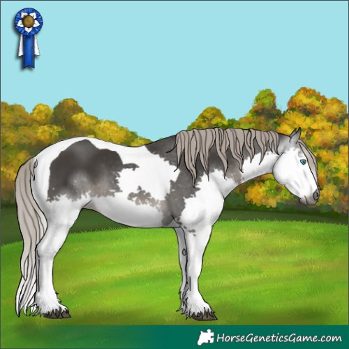 Horse Color:Gray Silver Black Splash Tobiano 