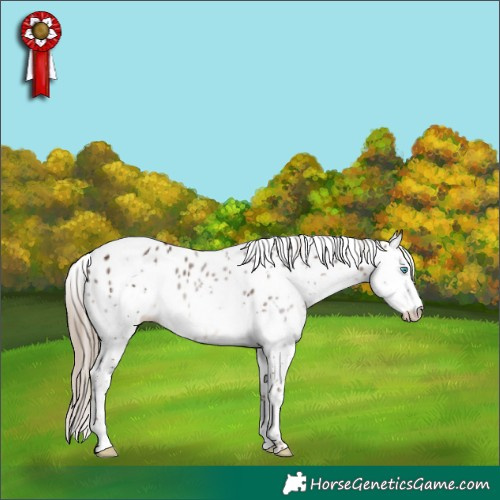 Horse Color:Liver Chestnut Splash Tobiano Leopard 
