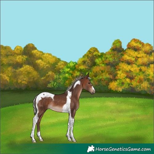 Horse Color:Silver Brown Tobiano 