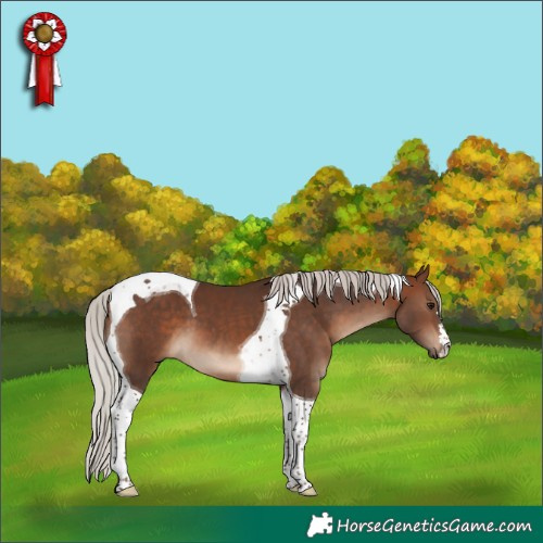 Horse Color:Silver Brown Tobiano 