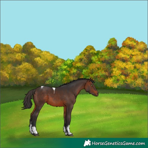 Horse Color:Brown Sabino Tobiano 