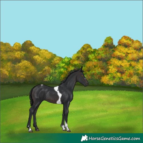 Horse Color:Brown Tobiano Rabicano 