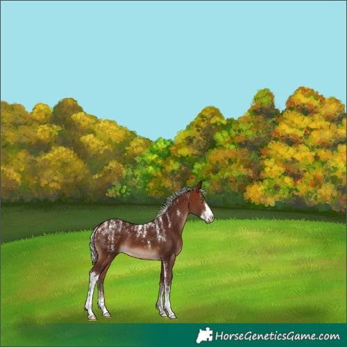 Horse Color:Powder White Silver Brown Sabino 