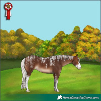 Horse Color:Powder White Silver Brown Sabino 