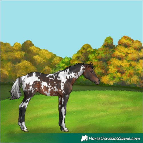 Horse Color:White Spotted Brown 