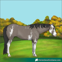 Horse Color:Grullo Sabino