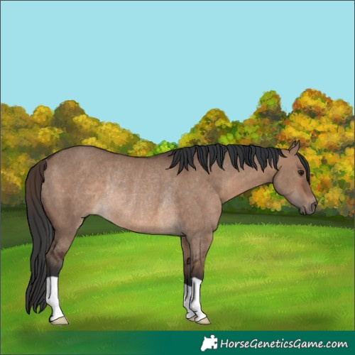 Horse Color:Brown Dun Rabicano 