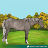 Horse Color:Silver Black Rabicano 