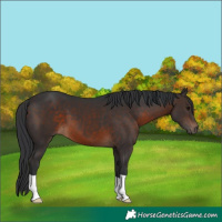 Horse Color:Brown 