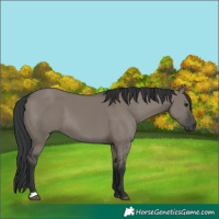 Horse Color:Grullo