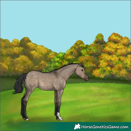 Horse Color:Brown Dun 
