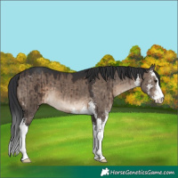Horse Color:Brown Dun Sabino Brindle 