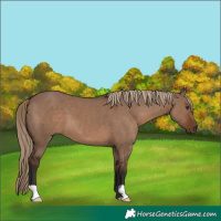Horse Color:Liver Red Dun