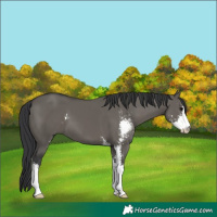 Horse Color:Grullo Sabino