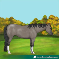 Horse Color:Grullo 