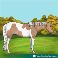 Horse Color:Silver Bay Dun Tobiano