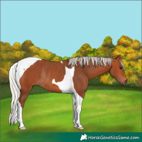 Horse Color:Silver Bay Tobiano Rabicano 