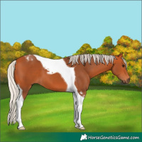 Horse Color:Silver Bay Tobiano