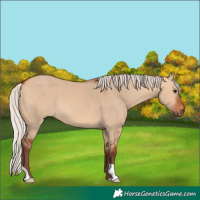 Horse Color:Silver Bay Dun
