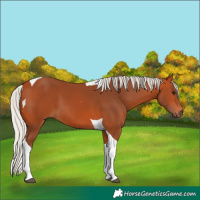 Horse Color:Silver Bay Tobiano 