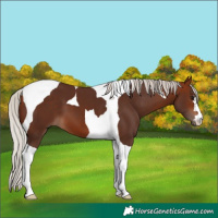 Horse Color:Silver Bay Tobiano