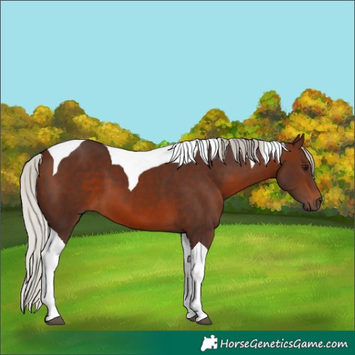 Horse Color:Silver Brown Tobiano 