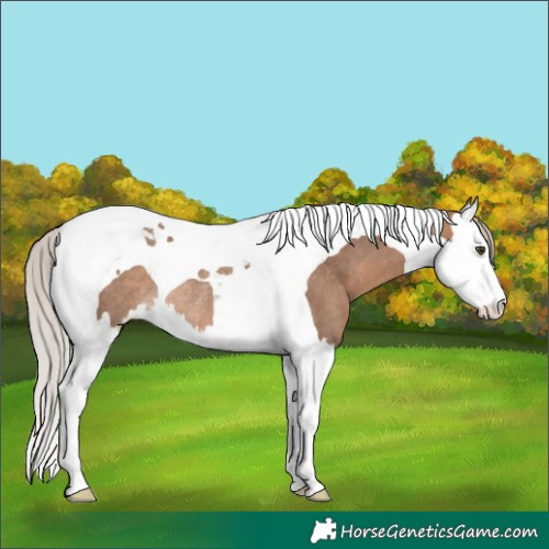 Horse Color:Silver Brown Dun Splash Tobiano Rabicano 