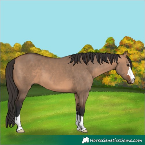 Horse Color:Bay Dun