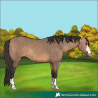 Horse Color:Bay Dun 