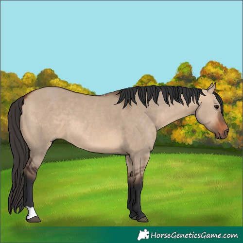 Horse Color:Bay Dun