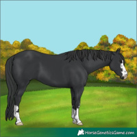 Horse Color:Black 