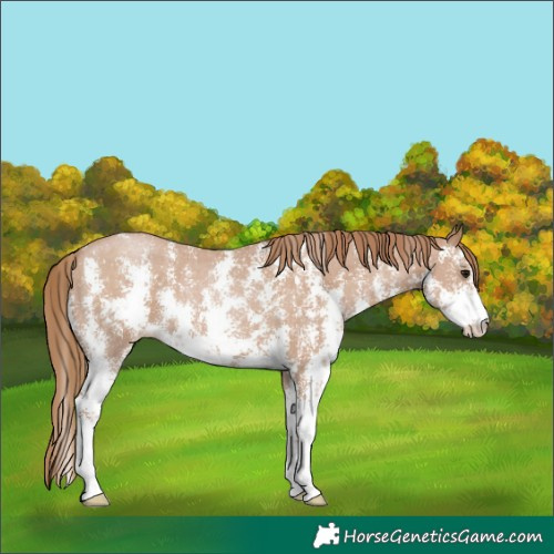 Horse Color:Black Pearl Sabino