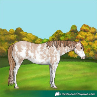 Horse Color:Black Pearl Sabino