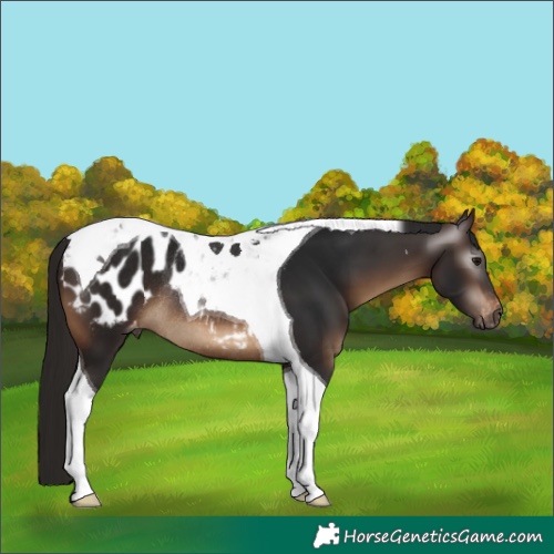 Horse Color:Gray Bay Tobiano Appaloosa Rabicano