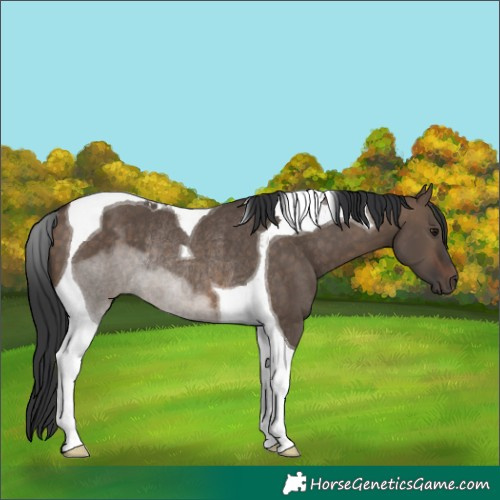 Horse Color:Brown Dun Tobiano Rabicano 