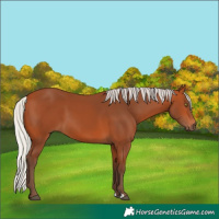 Horse Color:Silver Bay