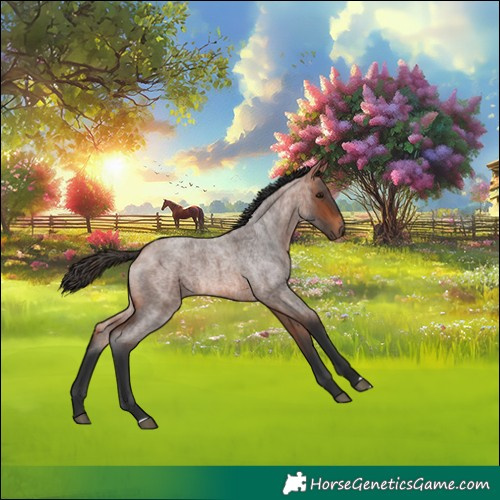 Horse Color:Bay Roan 
