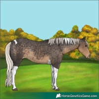 Horse Color:Silver Smoky Black Tobiano Appaloosa Rabicano