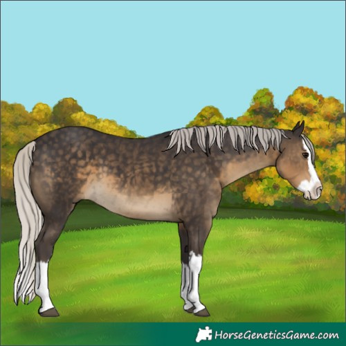 Horse Color:Silver Smoky Black Splash 