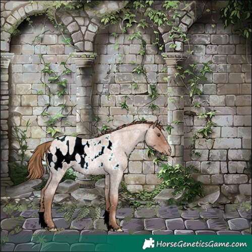 Horse Color:Blue Roan Pearl Appaloosa 