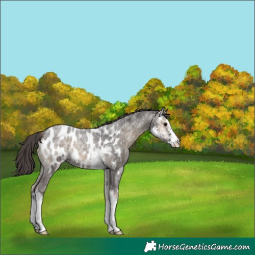 Horse Color:Smoky Blue Onyx Ice Roan Sabino Appaloosa 
