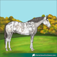 Horse Color:Smoky Blue Onyx Ice Roan Sabino Blanket