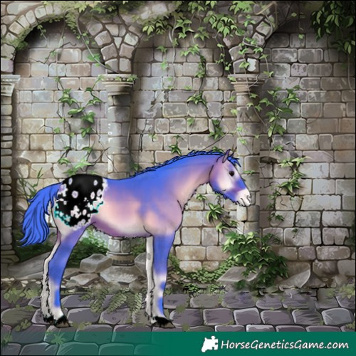 Horse Color:Watercolor Bay Onyx Appaloosa 