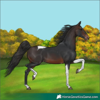 Horse Color:Brown Tobiano Skewed Appaloosa 