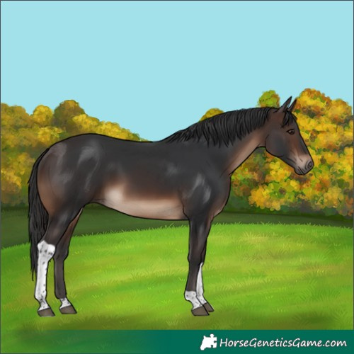 Horse Color:Brown Tobiano Rabicano 