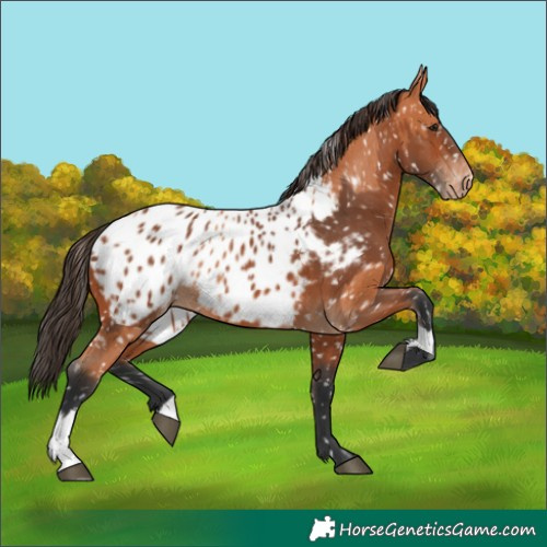 Horse Color:Bay Near Leopard and Bay Near Leopard