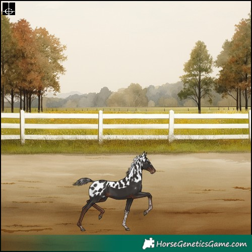 Horse Color:Liver Chestnut Tobiano Skewed LP Spotted Rabicano 