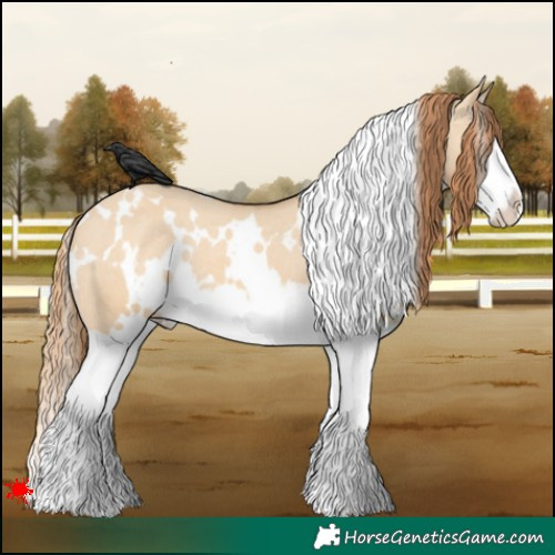 Horse Color:White Spotted Red Dun Splash Appaloosa