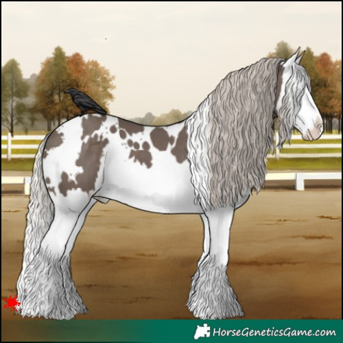 Horse Color:White Spotted Silver Black Splash 